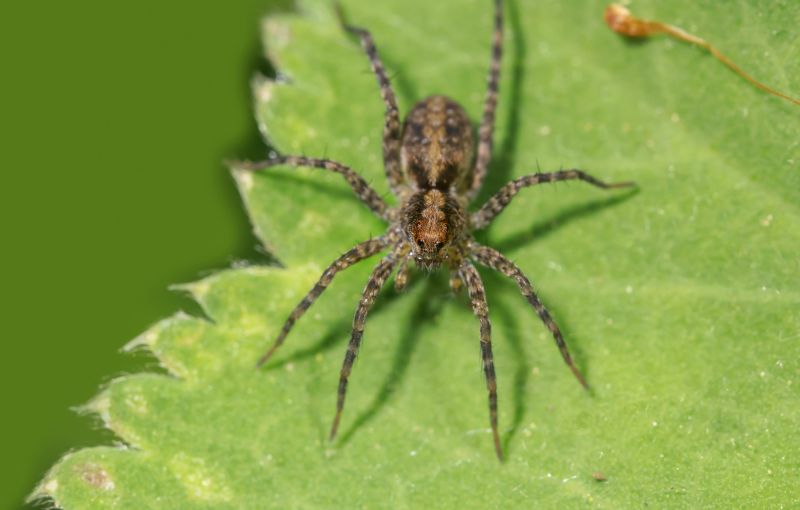 Hobo Spider Extermination in Denton, TX