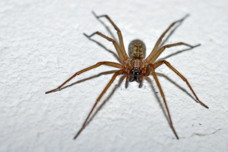 Hobo Spider Extermination in New Braunfels, TX