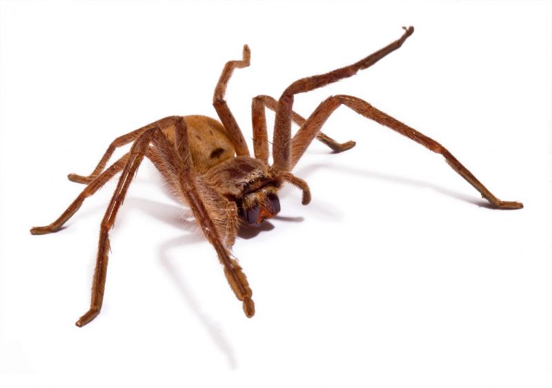 Huntsman Spider Extermination in Rockwall, TX