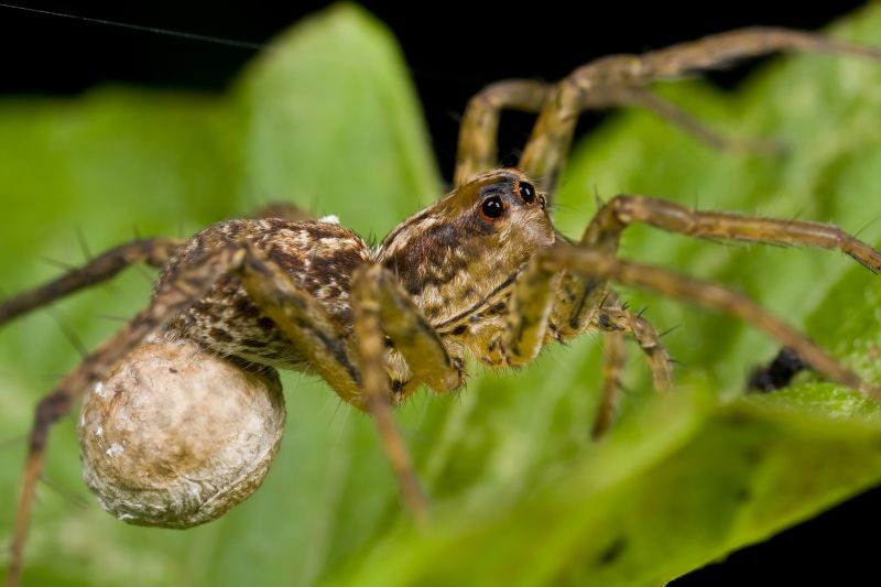 Huntsman Spider Extermination in Katy, TX