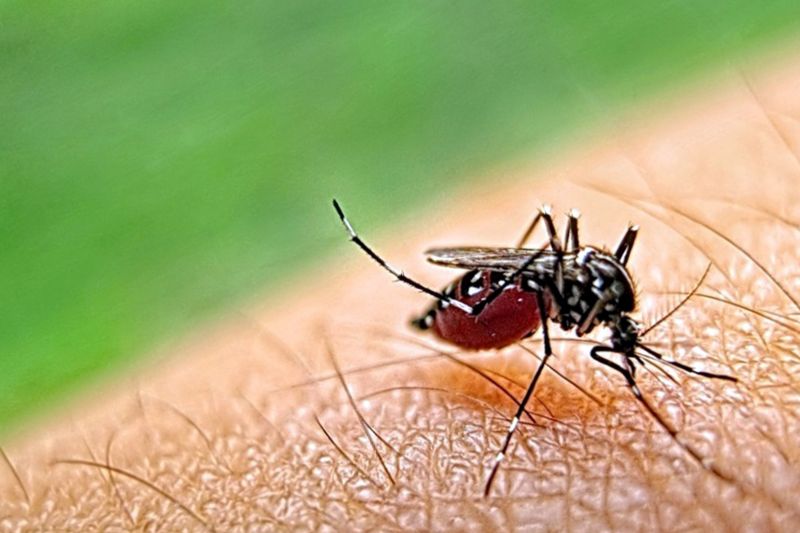 Mosquito Control Service in Frisco, TX