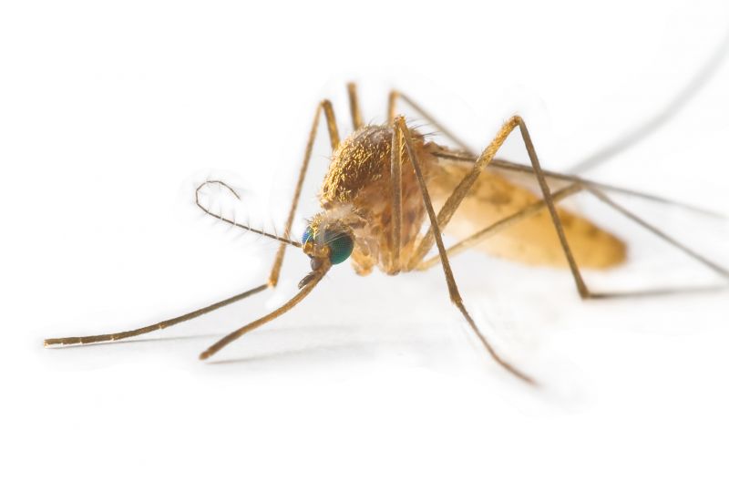 Mosquito Control Service in New Braunfels, TX