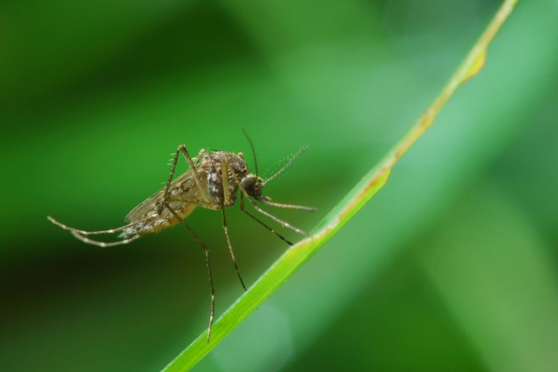 Mosquito Control Service in Katy, TX