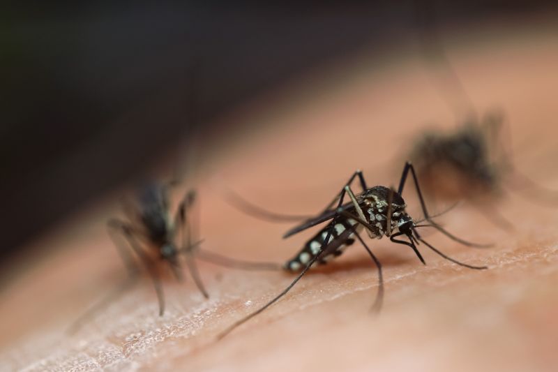 Mosquitoes Pest Control in Mckinney, TX