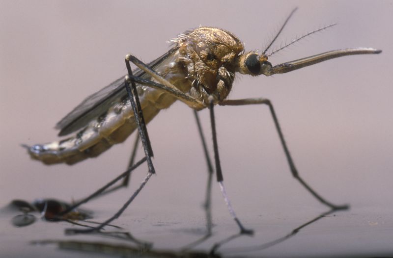 Mosquitoes Pest Control in Frisco, TX
