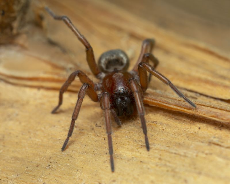 Mouse Spider Extermination in Fort Worth, TX