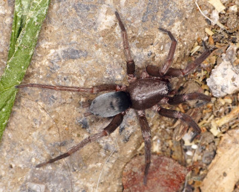 Mouse Spider Extermination in Fort Worth, TX
