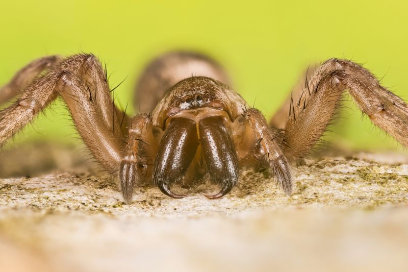 Mouse Spider Extermination in Rockwall, TX