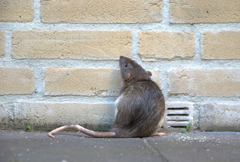 Rat Fumigation Service in Cumming, GA