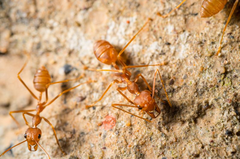 Red Ant Extermination in Mckinney, TX