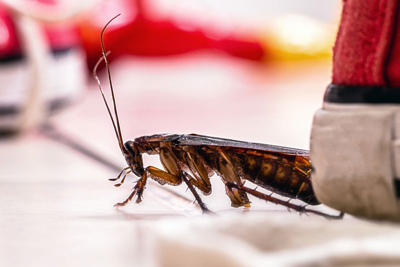 Roach Fumigation in Asheville, NC