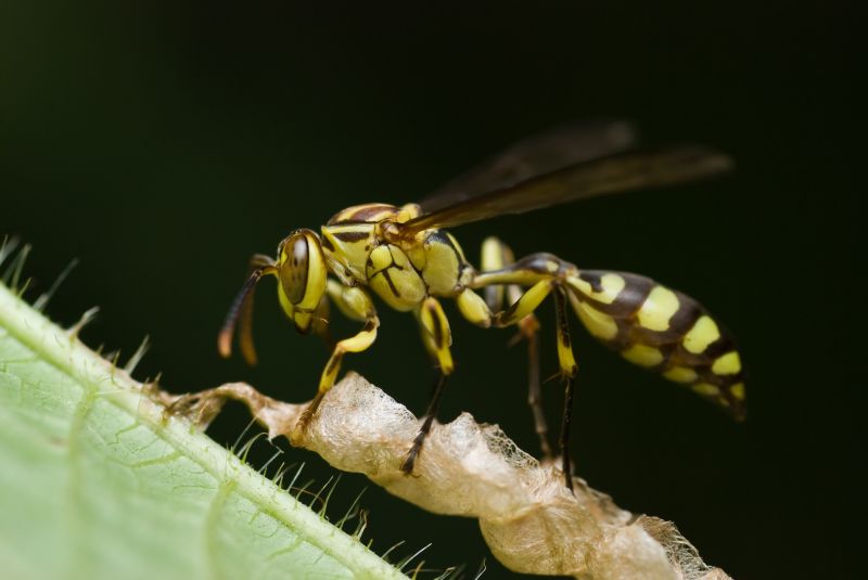 Signs You Have A Wasp, Hornet, Or Yellow Jacket Problem