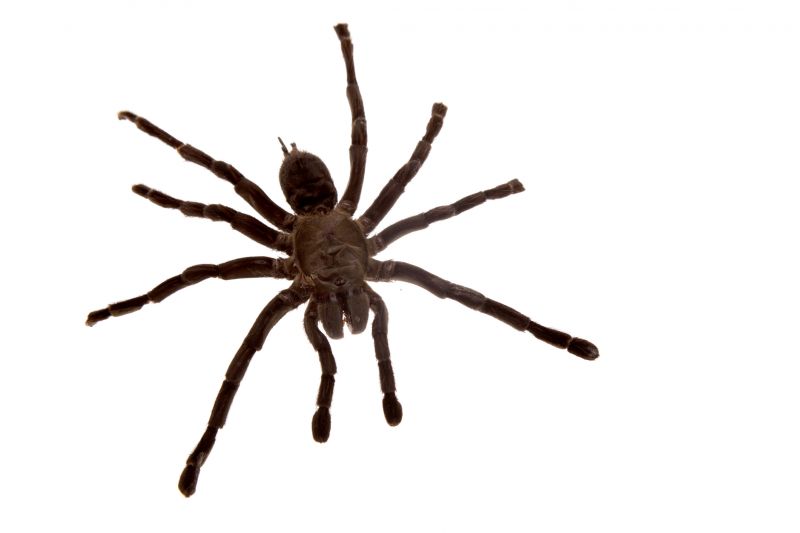 Spider Control Service in Mckinney, TX