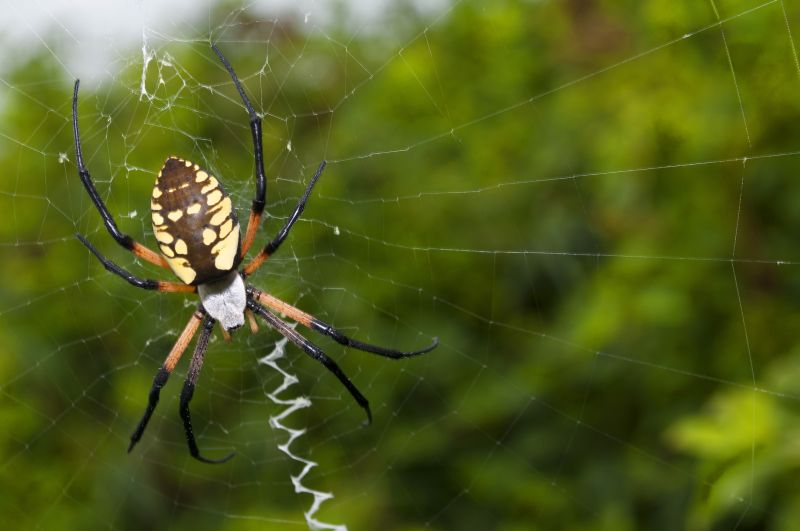Spider Fumigation Service in Ann Arbor, MI