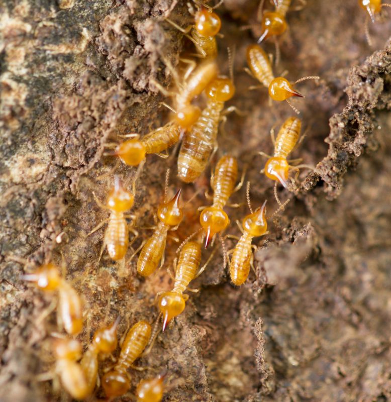 Termite Infestation Service in Katy, TX