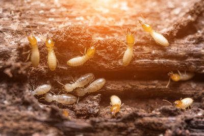 Termite Inspection Service in Frisco, TX