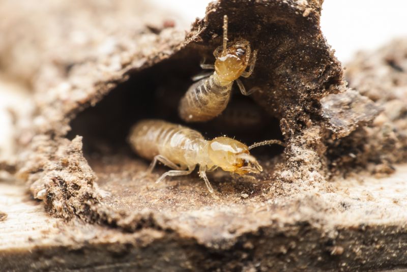 Termite Prevention in Frisco, TX