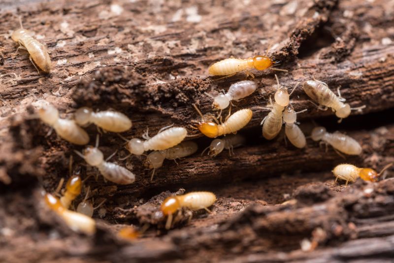 Termite Prevention in Frisco, TX