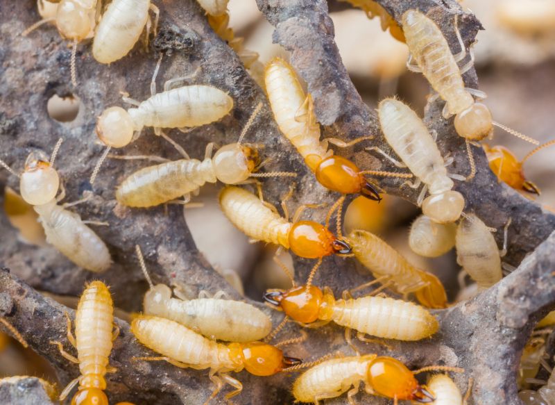 Termite Prevention in Katy, TX