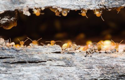 Termite Service in Katy, TX
