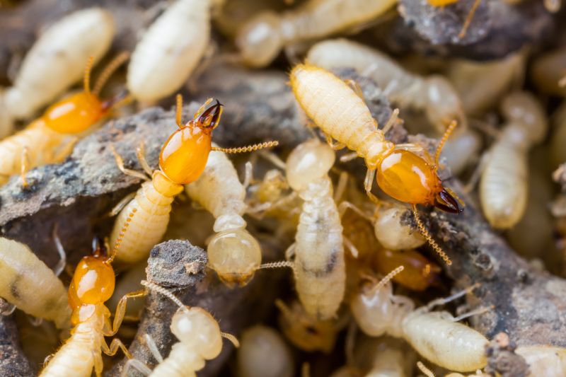 Termite Tenting in Asheville, NC