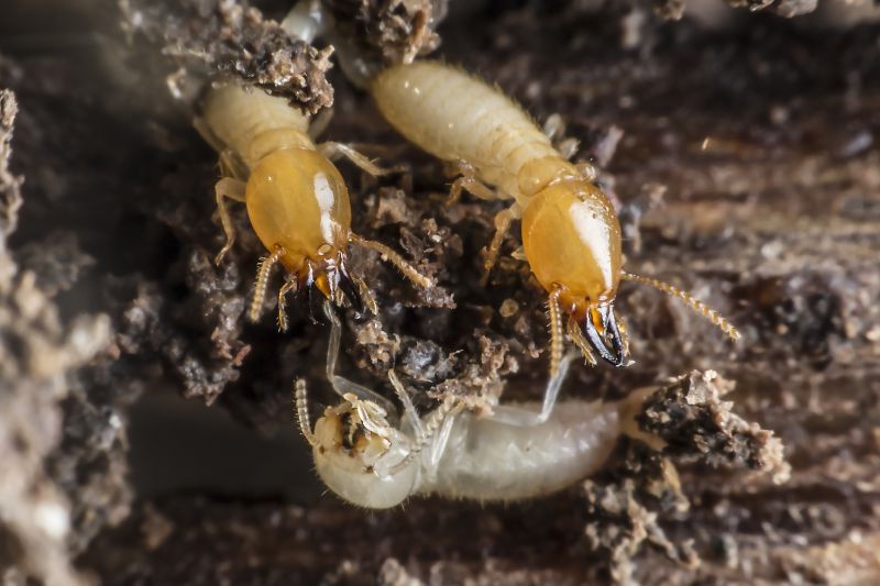 Termite Treatment Service in Frisco, TX