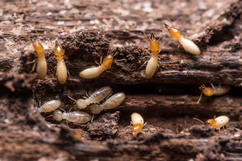 Termites Extermination in Frisco, TX