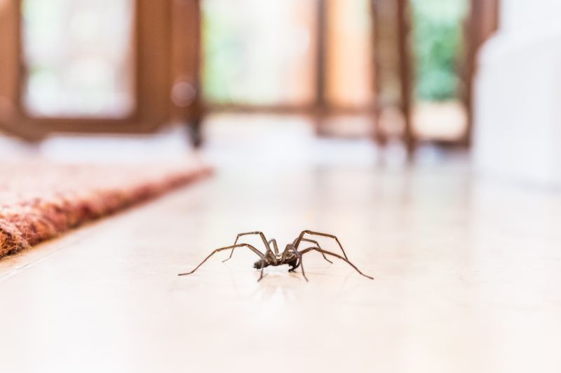 Trapdoor Spider Extermination in Denton, TX