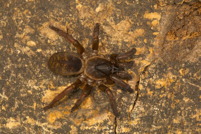 Trapdoor Spider Extermination in Katy, TX