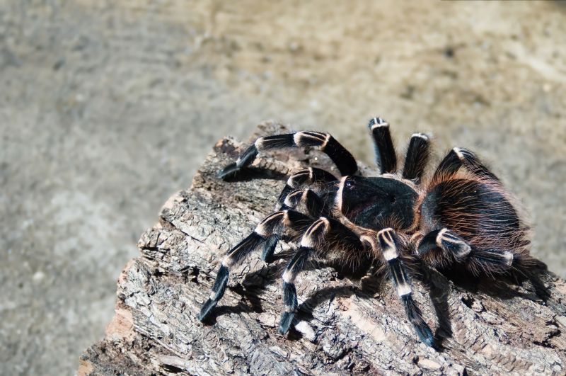 Trapdoor Spider Extermination in New Braunfels, TX