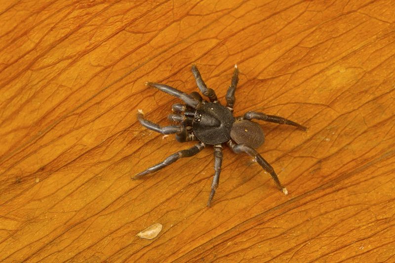 Trapdoor Spider Removal in Frisco, TX