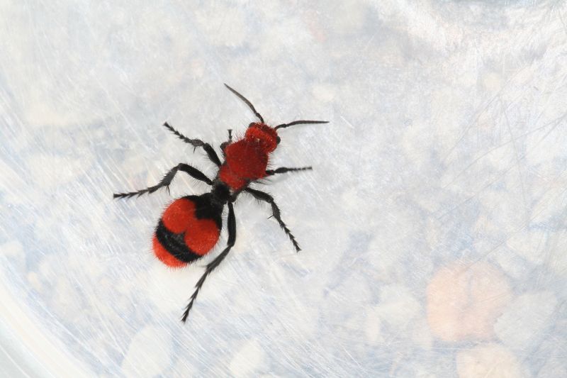 Velvet Ant Extermination in Mckinney, TX