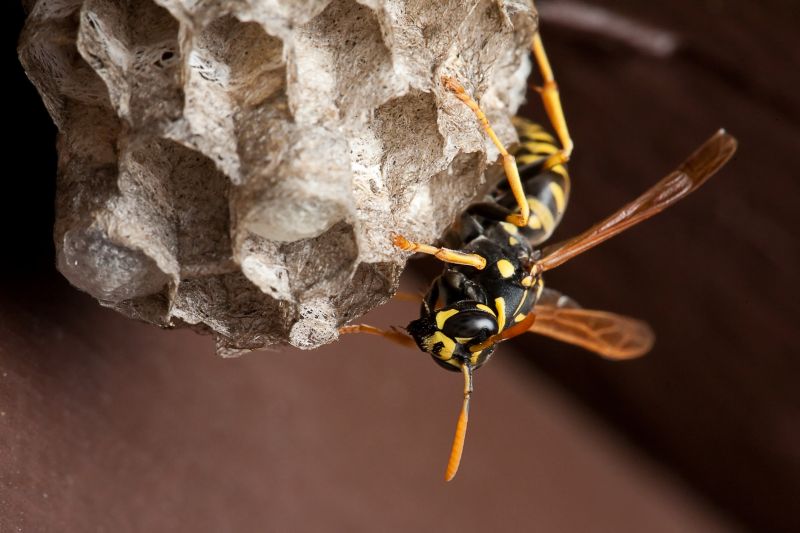 Wasp Removal