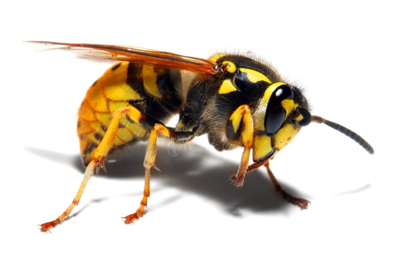 Wasp Removal