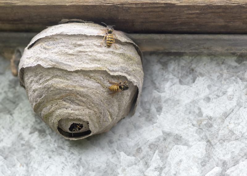 Wasp Removal