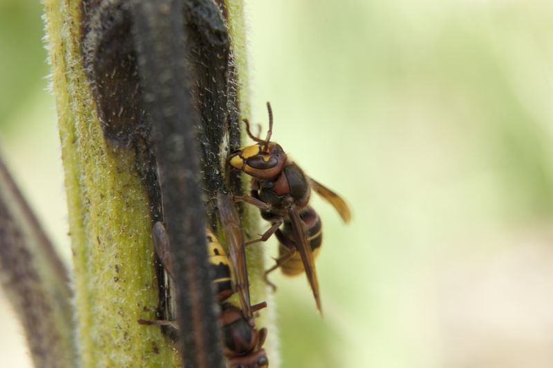 Wasp Removal