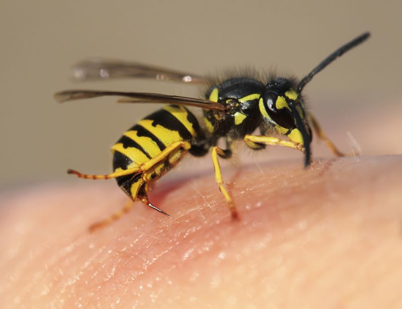 Wasp Removal