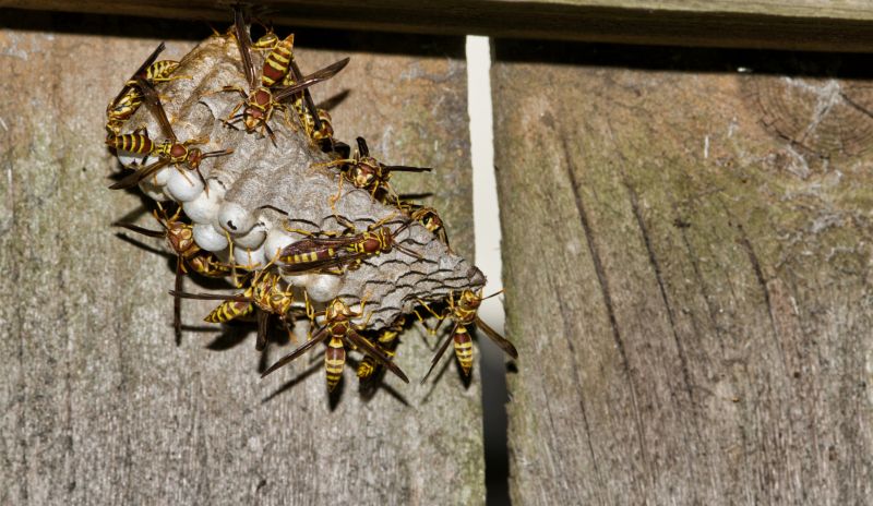 Early Spring Wasp Activity