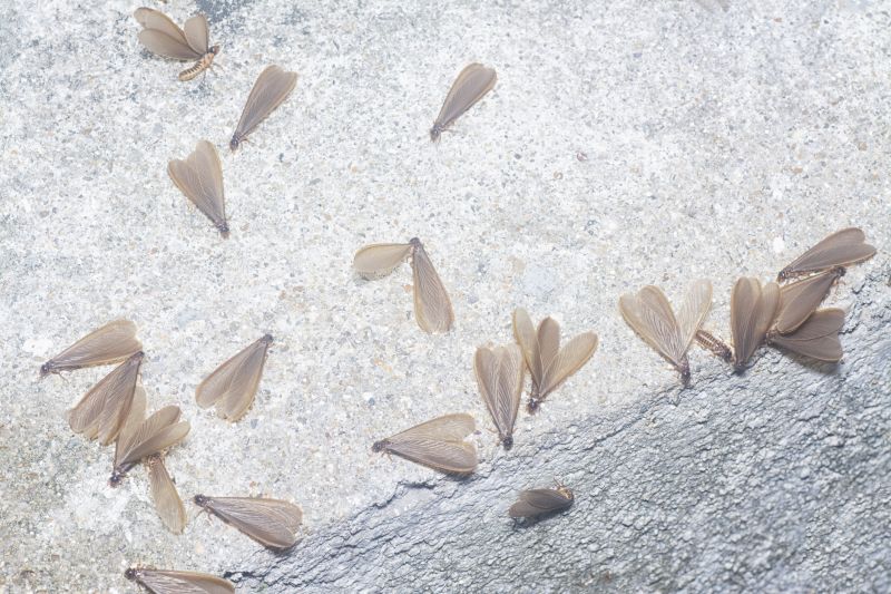 Winged Termite Extermination in Frisco, TX