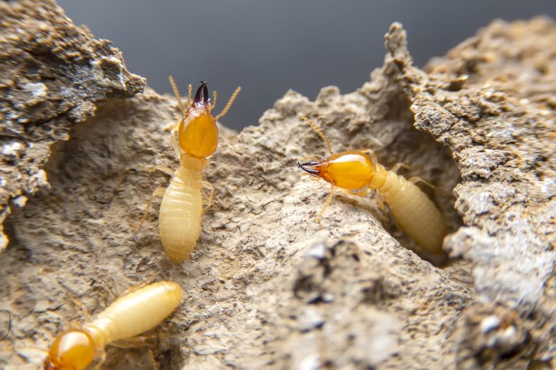Winged Termite Extermination in Frisco, TX