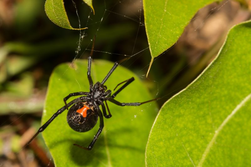 Wolf Spider Removal in Katy, TX