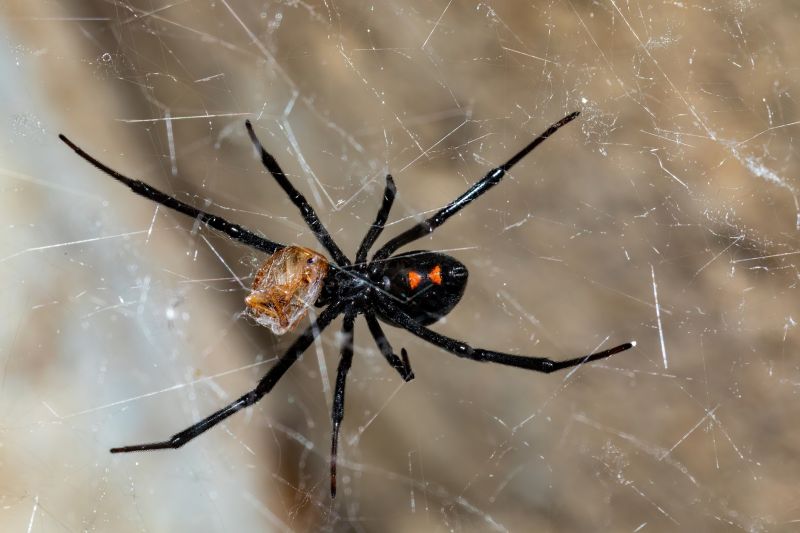 Wolf Spider Removal in Frisco, TX