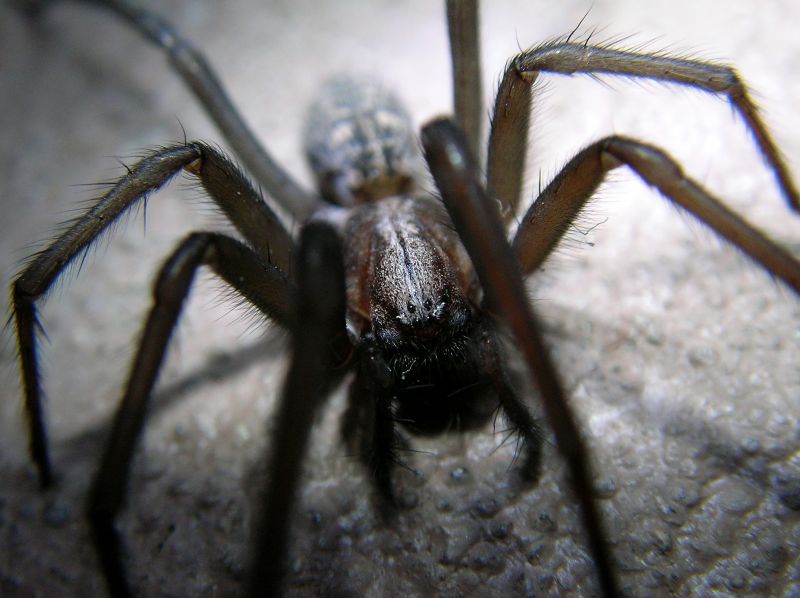Wolf Spider Removal in Mckinney, TX