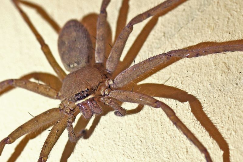 Wolf Spider Removal in Fort Worth, TX