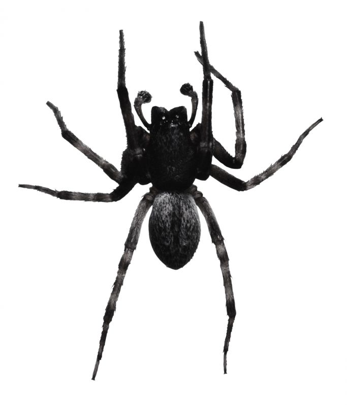 Wolf Spider Removal in Rockwall, TX